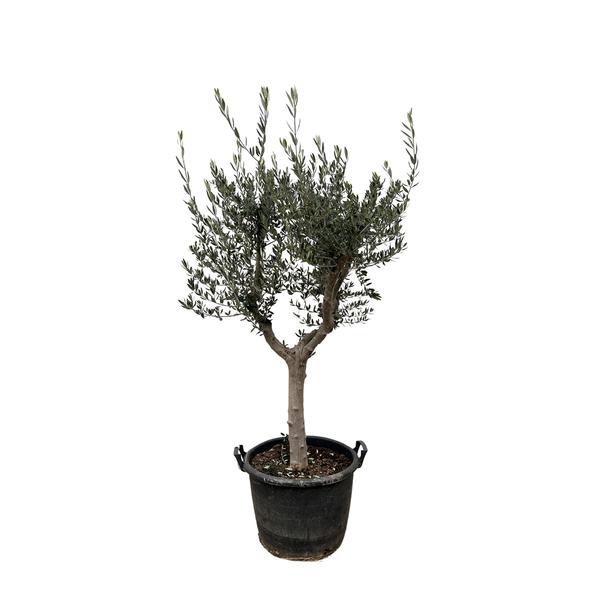 Olea Europaea Cultivo - 200cm- Ø45  BotanicBridge