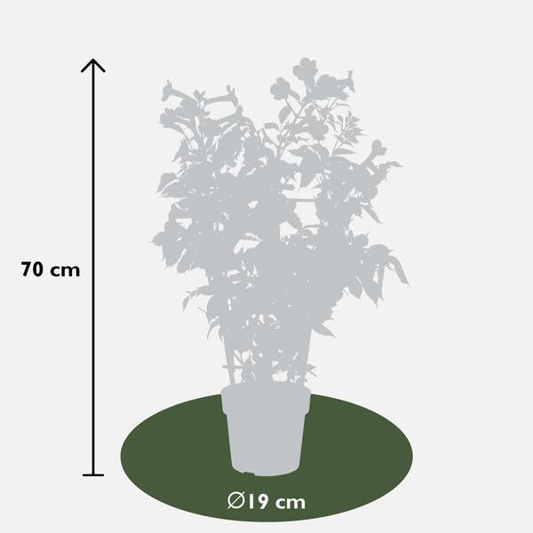 2x - Campsis 'Indian Summer' - ↨65cm - Ø15  BotanicBridge