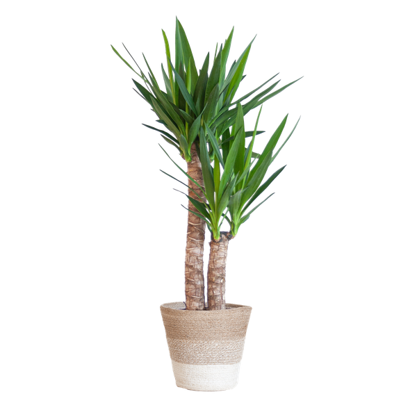 Yucca Elephantipes met Mand Lissabon wit - 90cm - Ø21  BotanicBridge