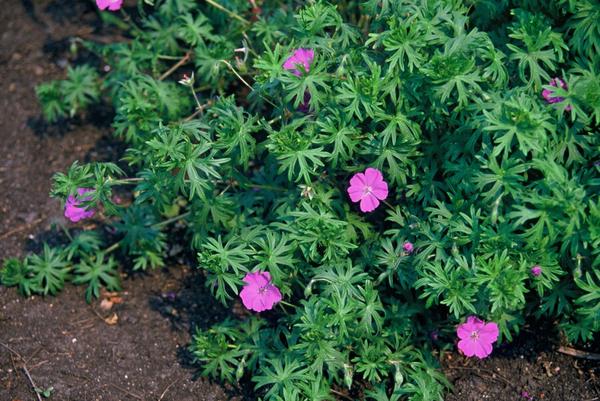 Geranium 'Tiny Monster' - ↕10-25cm - Ø9cm - 6x  BotanicBridge