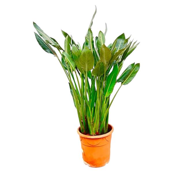 Strelitzia Reginae XL - 160cm - ⌀30  BotanicBridge