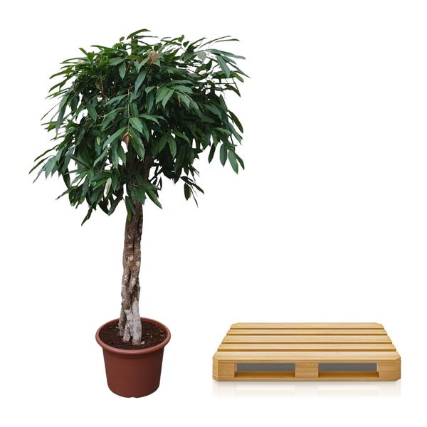 Ficus Amstel King gevlochten stam - 190 cm - ø45  BotanicBridge