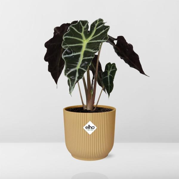 Alocasia ‘Polly’ in ELHO Vibes Fold 14cm geel  BotanicBridge