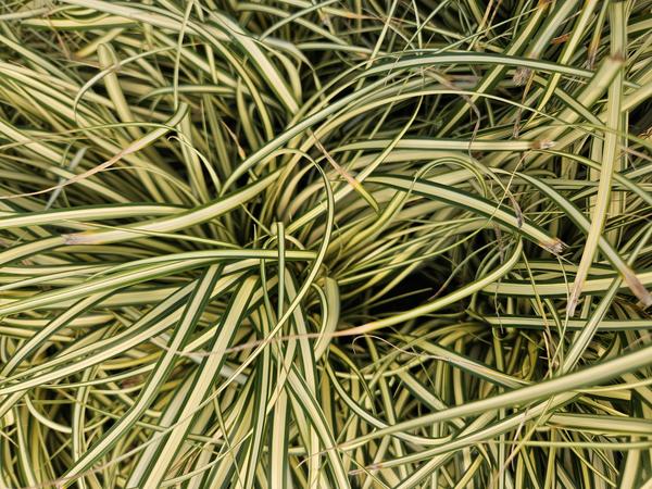 Carex oshim. 'Evergold'  - ↕10-25cm - Ø9cm - 12x  BotanicBridge