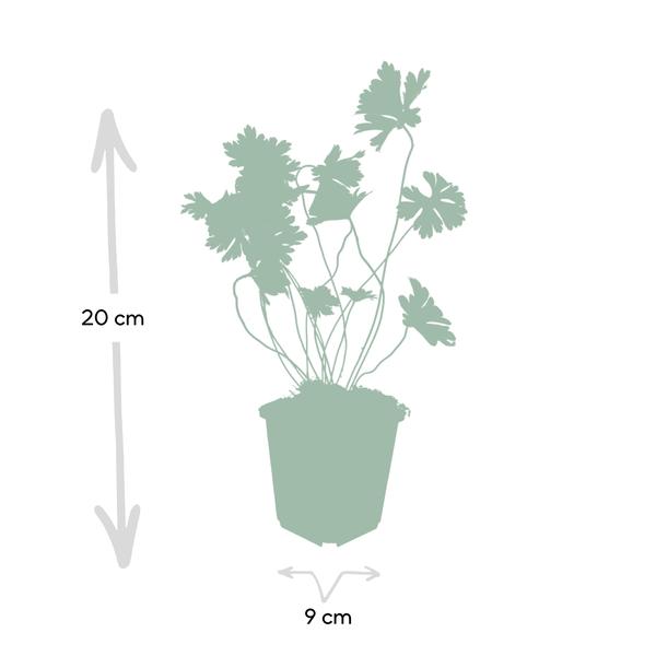 Geranium Rozanne - ↕10-25cm - Ø9cm - 20x  BotanicBridge