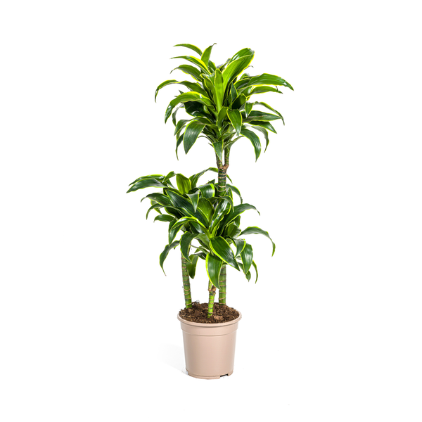 Dracaena Deremensis Dorado Ø21cm - ↕110cm  BotanicBridge