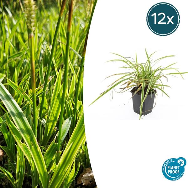 Carex morrowii 'Aureovariegata'  - ↕10-25cm - Ø9cm - 12x  BotanicBridge