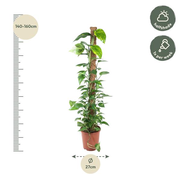 Epipremnum Pinnatum Mosstok - 150 cm - ø27  BotanicBridge