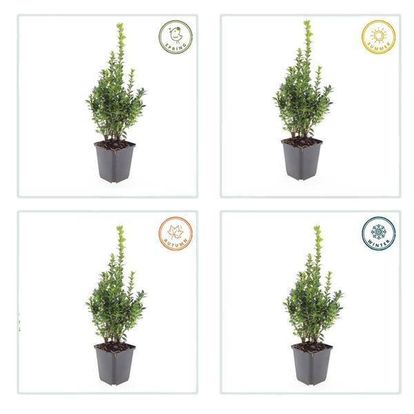 Buxus Sempervirens - ↕10-25cm - Ø9cm - 40x  BotanicBridge