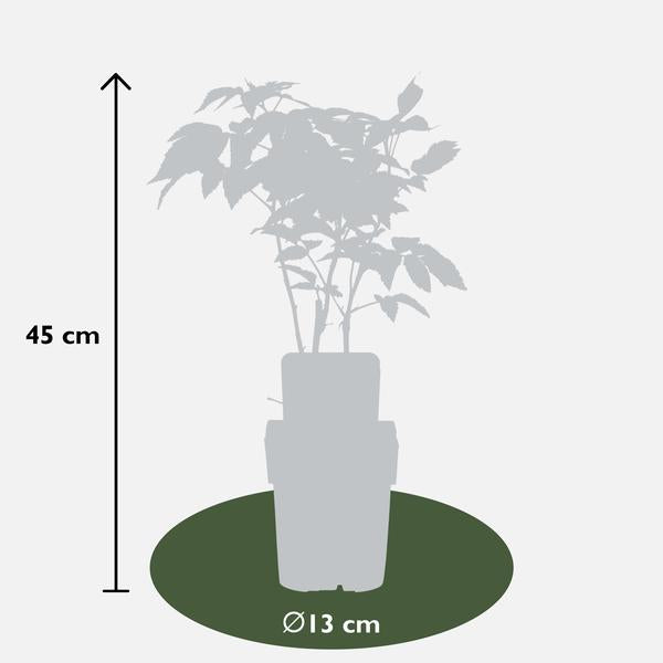 Rubus idaeus 'Malling Promise' - Framboos - Ø13cm - ↕45cm  BotanicBridge