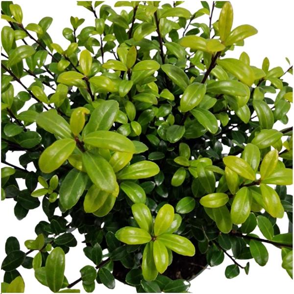 24 x Ilex crenata 'Jenny' ® - Ø12 cm - ↕20 cm  BotanicBridge