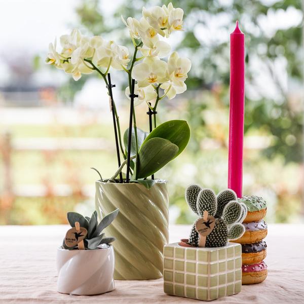 Kolibri Home | Candy sierpot | Hoog - Green - Ø9cm  BotanicBridge