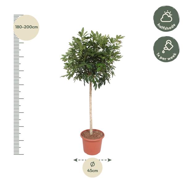 Schefflera Arboricola Compacta boom - 190 cm - ø45  BotanicBridge