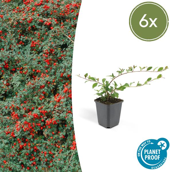 Cotoneaster dam. 'Major' - ↕25cm - Ø9cm  - 6x  BotanicBridge