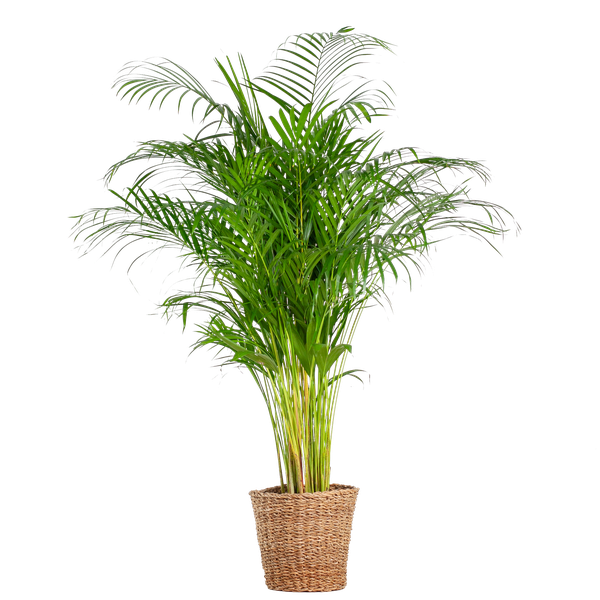 Areca Palm (dypsis) XL met mand Torun - 120cm - Ø24  BotanicBridge