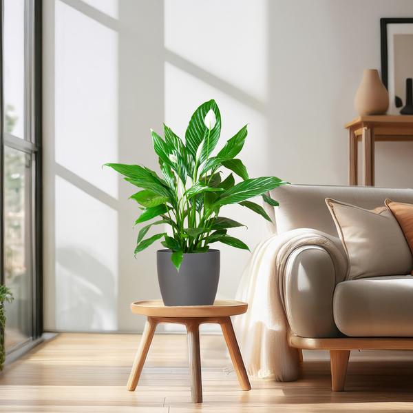 Spathiphyllum met Viber grijs - 80cm - Ø21  BotanicBridge