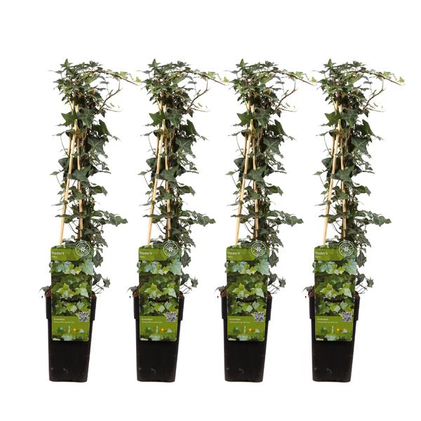 4x - Hedera helix - ↨65cm - Ø15  BotanicBridge