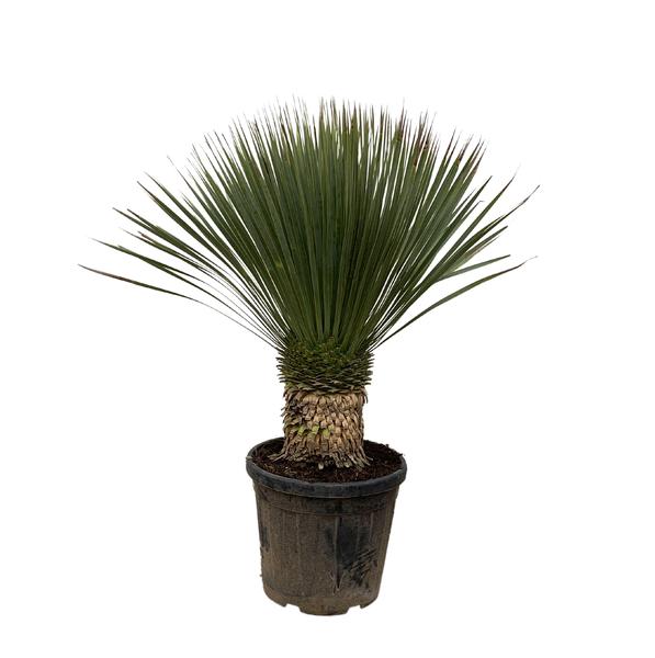 Yucca Rostrata - 110cm- Ø35  BotanicBridge