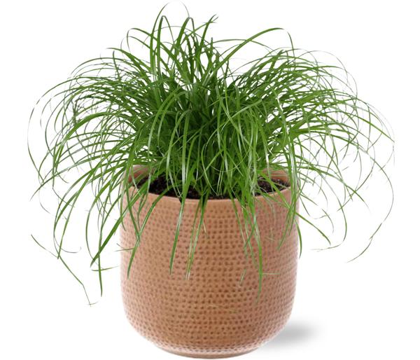 Cyperus Alternifolius - Ø12cm - ↕20 cm + Aresso Pot D13x12,5cm - Bruin  BotanicBridge