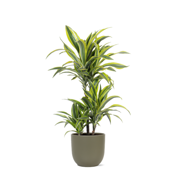 Dracaena Lemon Lime Ø21cm - ↕65cm in Boule OLIJF pot  BotanicBridge