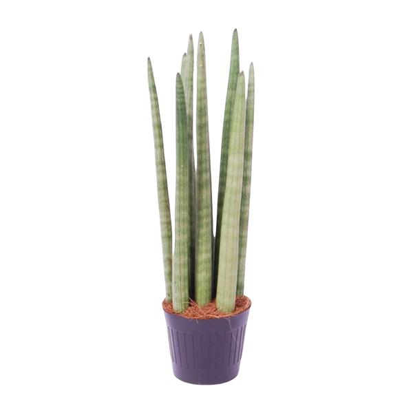 Sansevieria cylindrica 'Spaghetti' - 40 cm - ø10,5  BotanicBridge