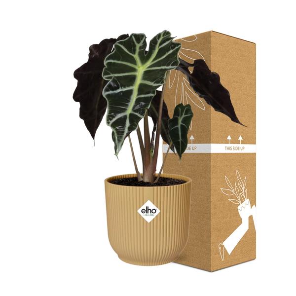 Alocasia ‘Polly’ in ELHO Vibes Fold 14cm geel  BotanicBridge