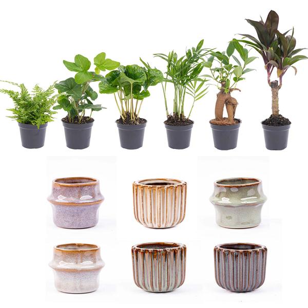 Mini planten set 6 - Inclusief pot set Barcelona  BotanicBridge