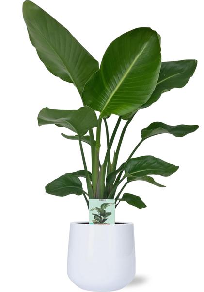 Strelitzia Nicolai - Ø19cm - ↕90cm + Puglia Pot D21/23,5x21cm - Wit  BotanicBridge