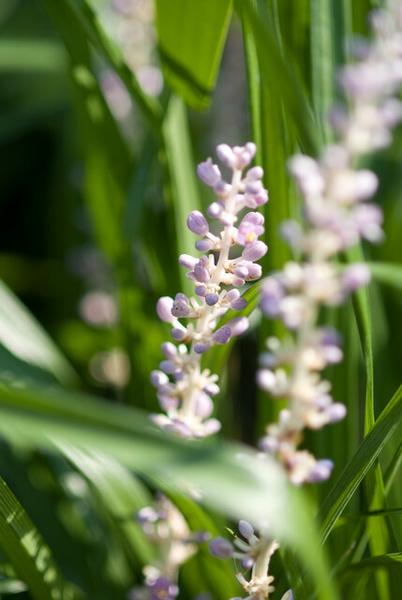 Liriope muscari 'Monroe White' - ↕10-25cm - Ø9cm - 20x  BotanicBridge