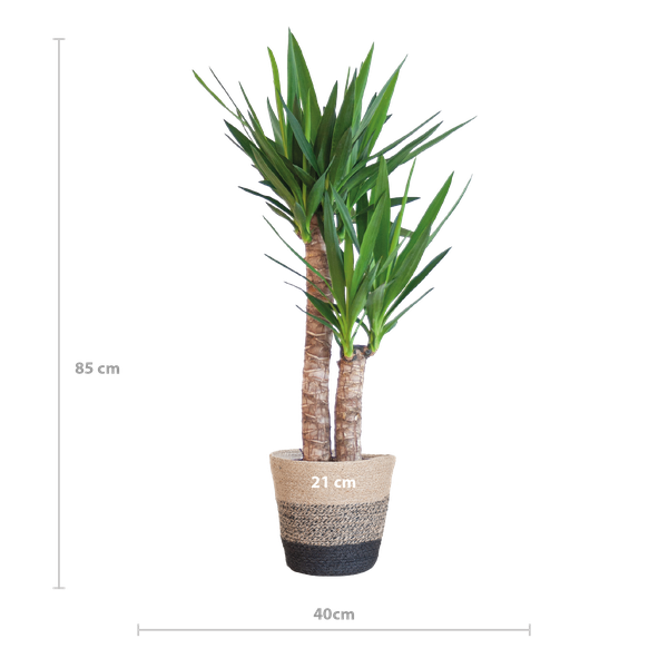 Yucca Elephantipes met Mand Lissabon zwart - 90cm - Ø21  BotanicBridge