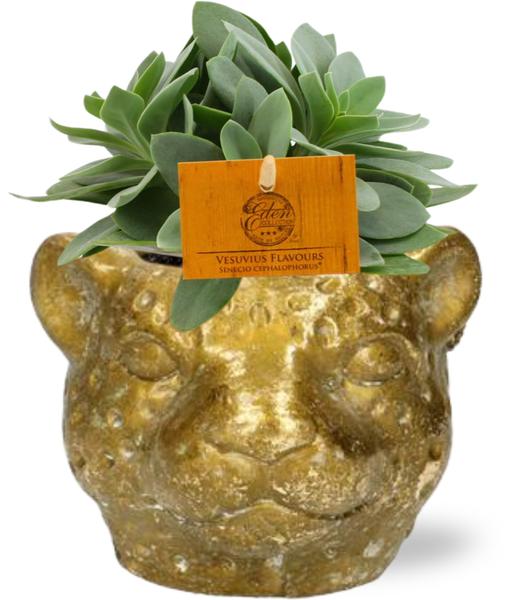 Senecio Cephalophorus - Ø10,5cm - ↕15cm + Planter Luipaard D12x9,5cm - Goud  BotanicBridge