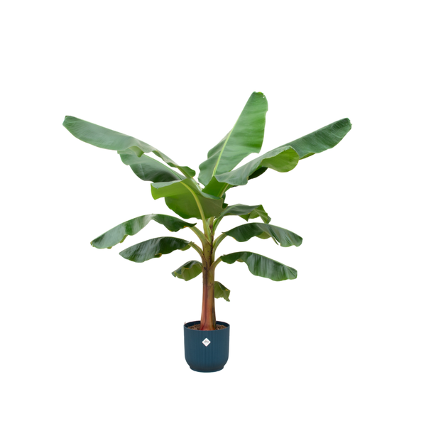 Combi deal - Bananenplant (Musa) inclusief elho Vibes Fold Round blauw Ø30 - 150 cm  BotanicBridge