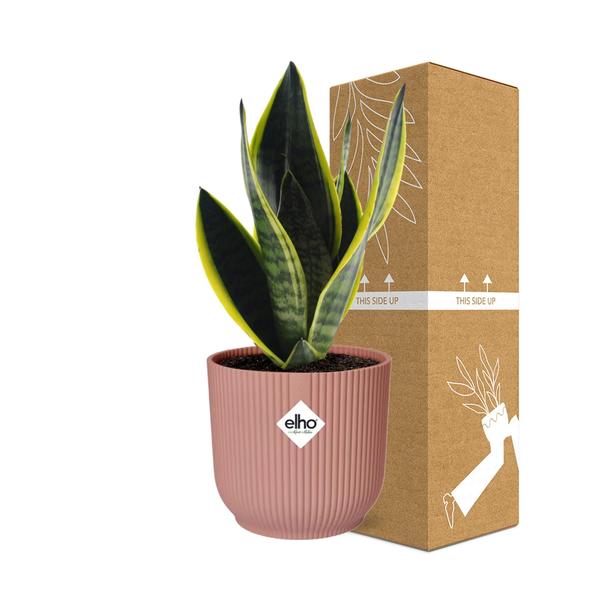 Sansevieria Futura Superba in ELHO Vibes Fold 14cm roze  BotanicBridge