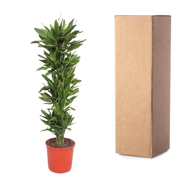 Dracaena Golden Coast - 200 cm - ø34  BotanicBridge