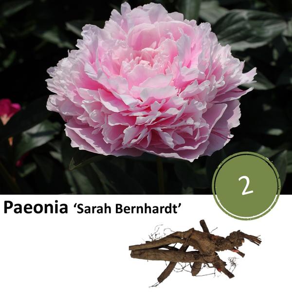 Paeonia ‘Sarah Bernhardt’  - 2x  BotanicBridge