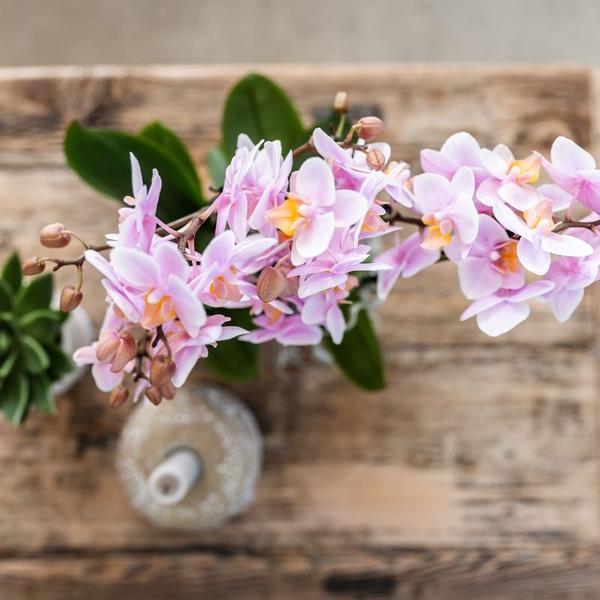 Kolibri Orchids | Plantenset Floral Blush pink small| Groene planten met Phalaenopsis orchidee in Floral Blush pink sierpotten en wit dienblad  BotanicBridge