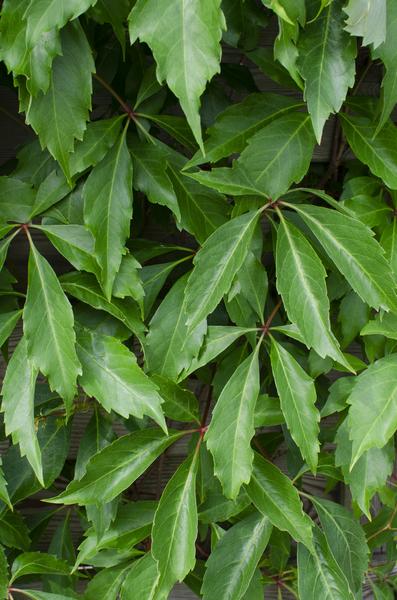 3x - Parthenocissus q. var. 'Engelmannii' - ↨65cm - Ø15  BotanicBridge