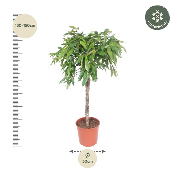 Ficus Amstel King - 140 cm - ø30  BotanicBridge