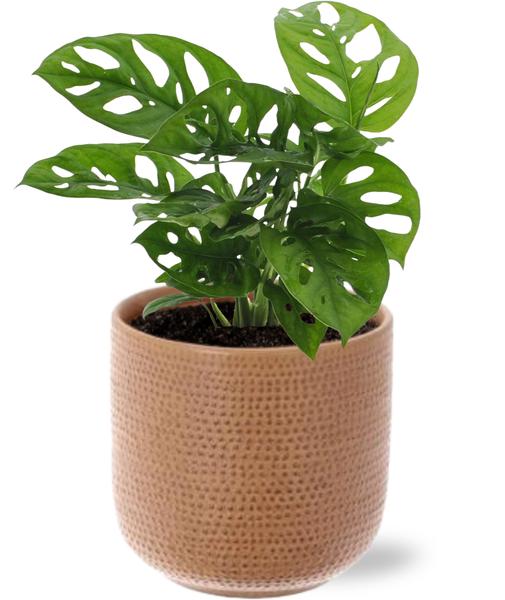 Monstera Monkey Leaf - Ø12cm - ↕30cm + Aresso Pot D13x12,5cm - Bruin  BotanicBridge