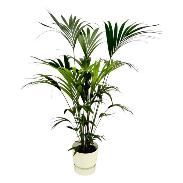 Kentia palm inclusief elho Greenville Round wit - 160cm - Ø30  BotanicBridge