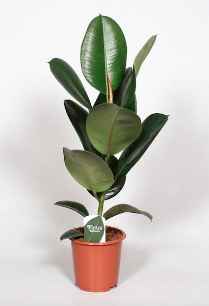 Ficus Elastica Robusta - Ø17cm - ↕65cm  BotanicBridge