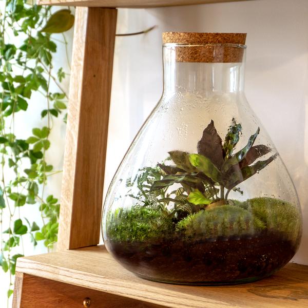 DIY terrarium - Sammie - ↕ 27 cm - Rake + Shovel  BotanicBridge