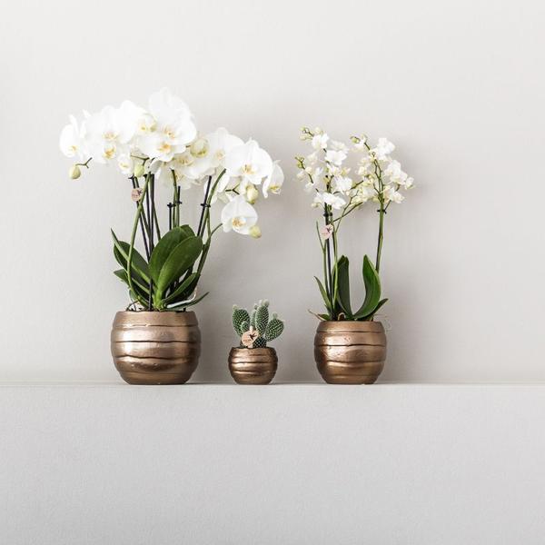 Kolibri Orchids | Plantenset Home Hub grey small | Groene planten met witte Phalaenopsis orchidee in koperkleurige sierpotten en zwart dienblad  BotanicBridge