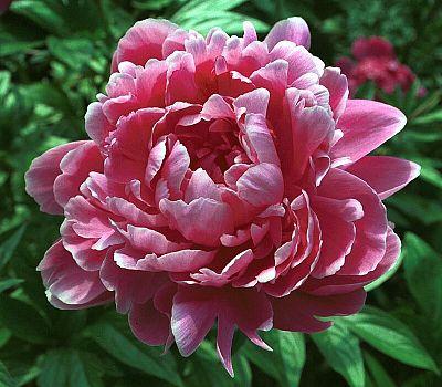 Paeonia 'Jadwige' - 4x  BotanicBridge