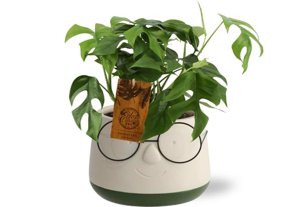 Monstera Minima - Ø12cm - ↕30cm Pot Bril D13,5x9,5cm - Groen  BotanicBridge