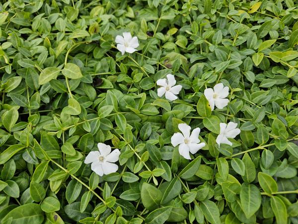 Vinca minor 'Gertrude Jekyll' - ↕10-25cm - Ø9cm - 40x  BotanicBridge