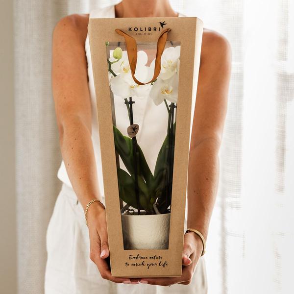 Kolibri Company I Cadeau tasje voor Orchidee met Sierpot 9cm  BotanicBridge