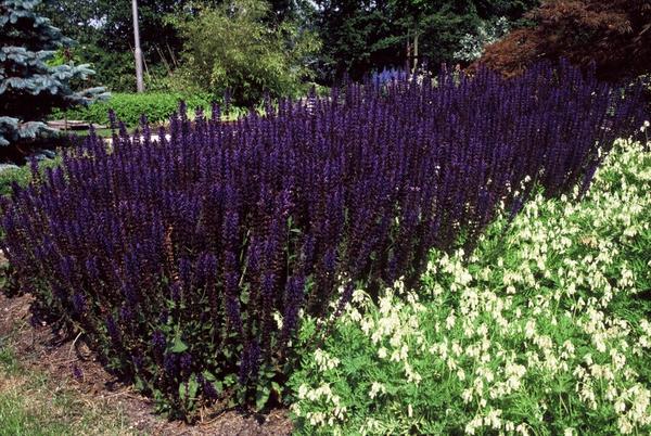 Salvia nem. 'Mainacht' - ↕10-25cm - Ø9cm - 40x  BotanicBridge