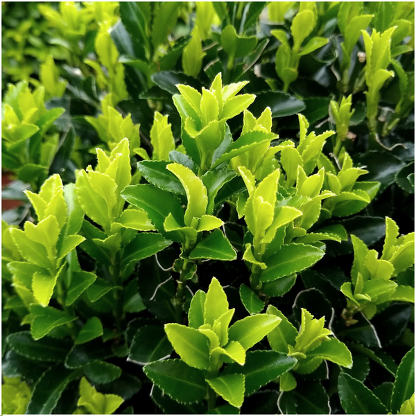 48 x Euonymus 'Green Spire' - 48 x Ø 7 cm - ↨ 15 cm  BotanicBridge