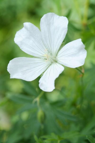 Geranium sang. 'Album' - ↕10-25cm - Ø9cm - 12x  BotanicBridge